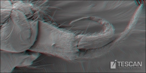 Collembola 3D; zvětšení 433x