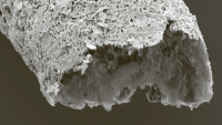 Nový biomateriál je založen na samovolném uspořádání oxidu grafenu s proteinem.