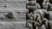 Titanové mikrohroty zničí rezistentní patogeny