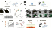 Lidské miniplíce slouží k testování bezpečnosti nanomateriálů