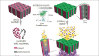 Nová nanomembrána zlepšuje výkon kontinuálních průtočných enzymatických reaktorů