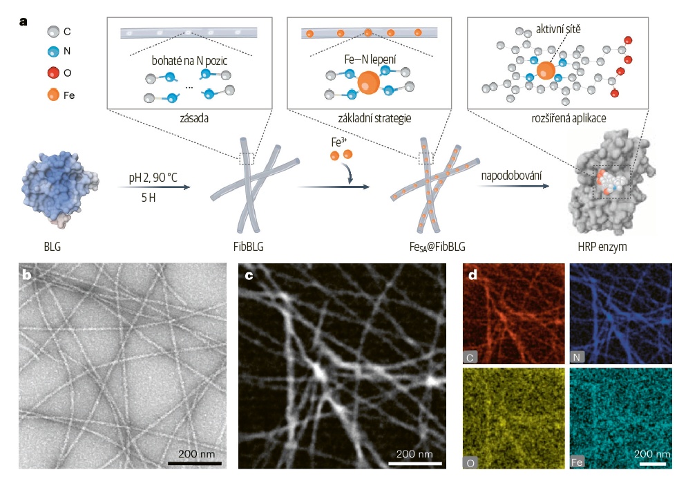 Syntéza a morfologická charakterizace FeSA@FibBLG: ilustrace procesu syntézy FeSA@FibBLG (a); snímek FeSA @FibBLG pořízený metodami TEM (b), HAADF-STEM (c) a odpovídající snímky mapování EDS (d) © Nature Nanotechnology